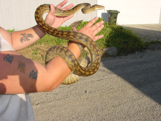 male
