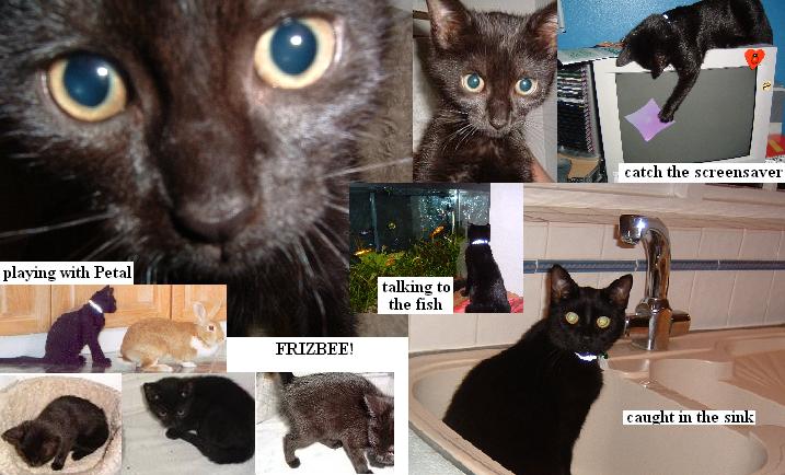 Frizbee