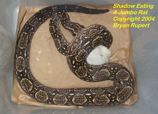 Shadow