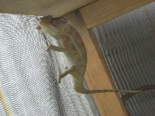 Signs of Over Heating??