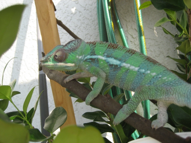 walking around 2