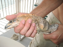 What type of Iguana??