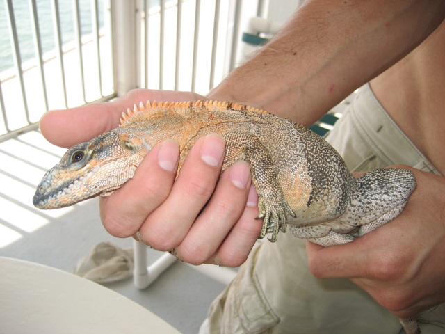 What type of Iguana??