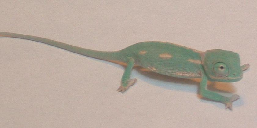 My new male