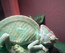 my new male