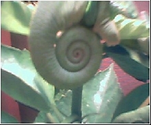fat tail