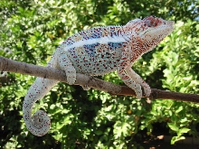 new guy