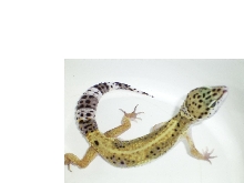 Luna, my Leopardgecko