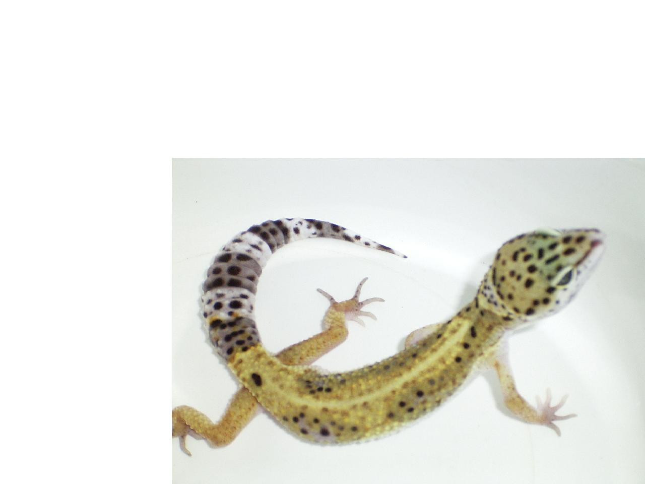 Luna, my Leopardgecko