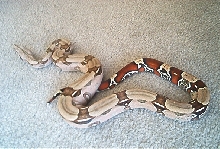 Clean suriname female