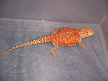 This is 'Pumpkin'