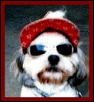 cool dude