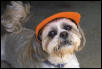 Depot Dog