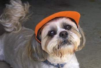 Depot Dog