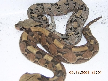 gaboon morph