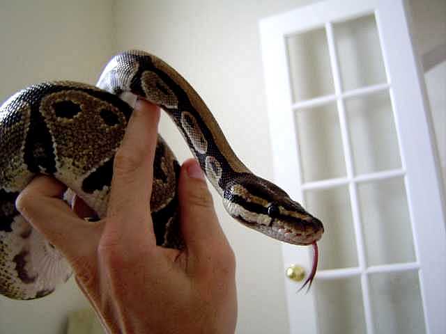 Jezebel