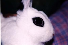 Babs' Eye