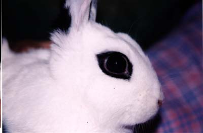 Babs' Eye