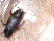 unidentified roach