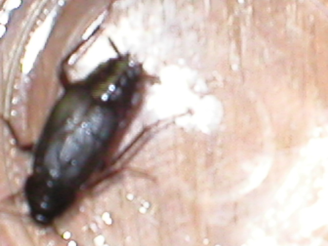 unidentified roach