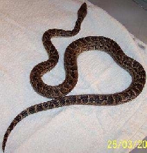 Cuban Boa