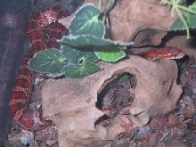Guttata