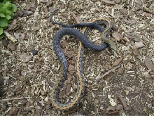 Elaphe Flavolinaeta