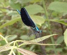 Black-winged damsel fly