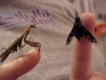 Mantid and bee fly