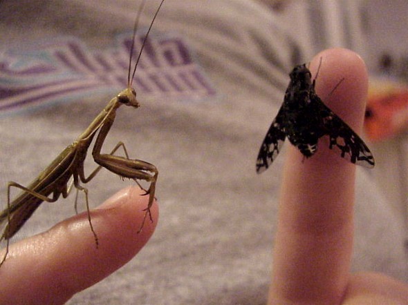 Mantid and bee fly
