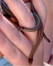 Handful of redbellies