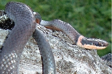 Muskoka Ringneck