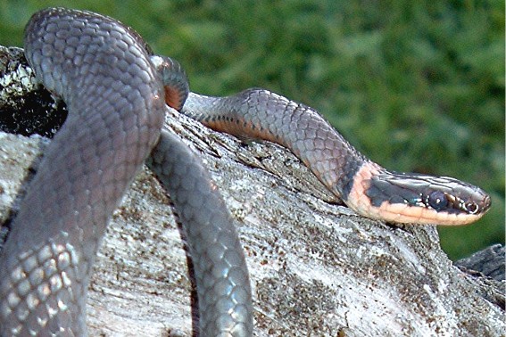 Muskoka Ringneck