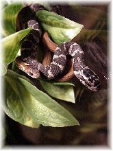 Snake buddies