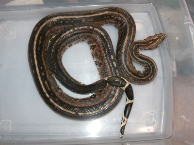 Super Stripe