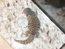 Koopa