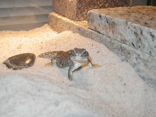 Koopa2