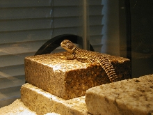Koopa basking