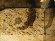 Koopa quarter