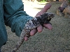 Young Melanosterna