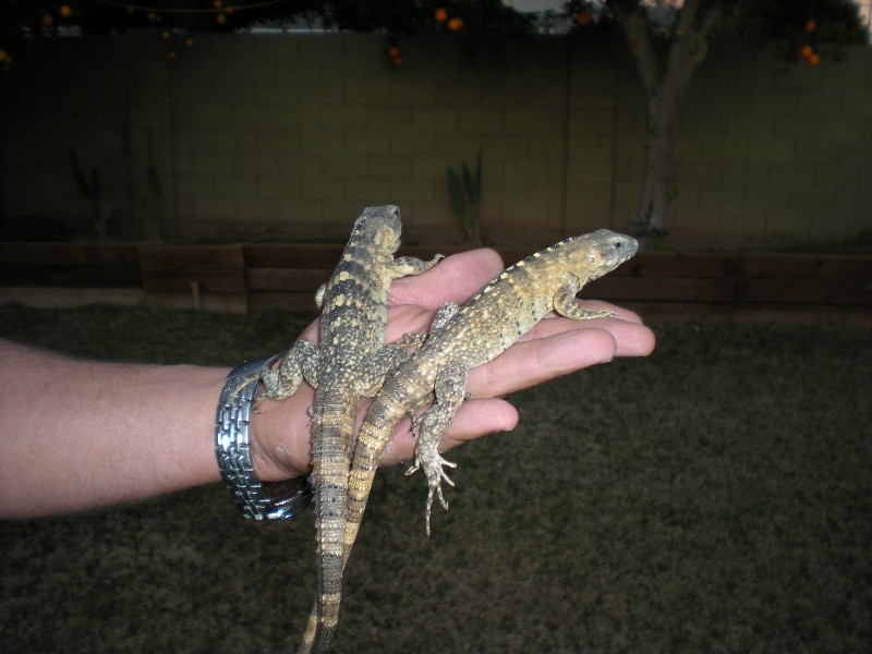 yearling pectinata's