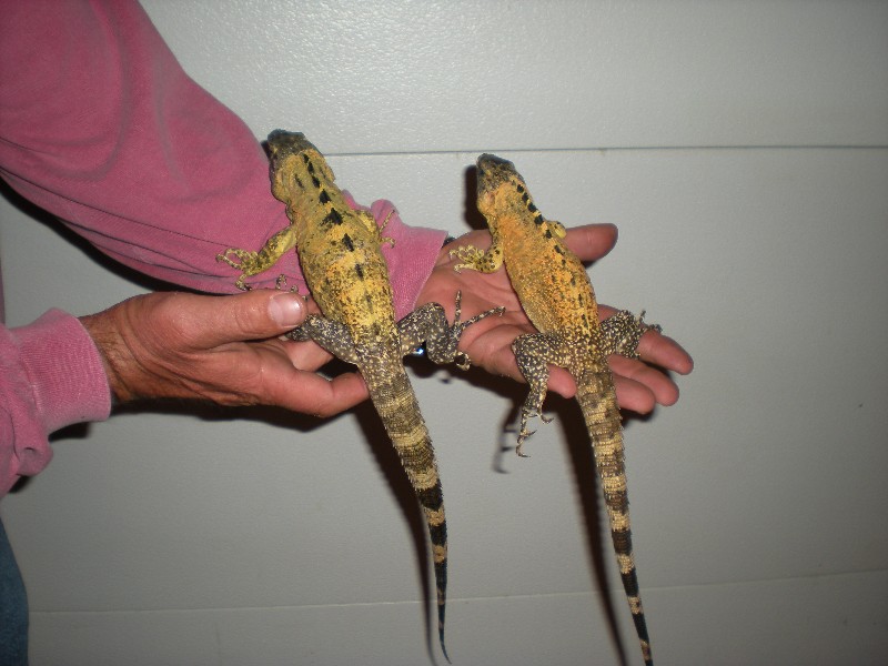 young pectinata's
