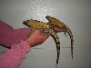 young male pectinata's