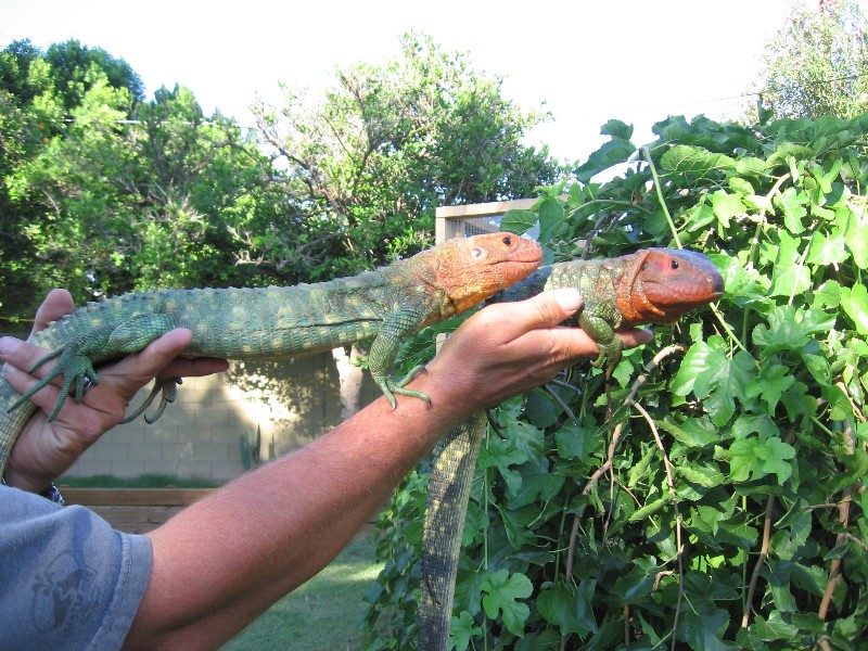 caimen lizards