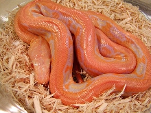 albino tiger retic