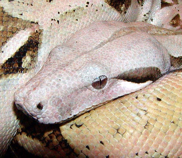 boa1