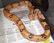 boa2