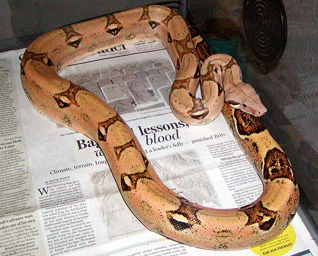 boa2