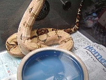 boa1