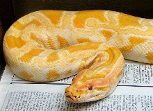 Female Albino